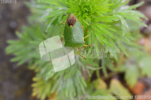 Image of Green shield bug - Palomena prasina - on a frondy garden plant