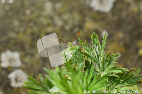 Image of Close-up of a green shield bug, Palomena prasina, a harmless ins