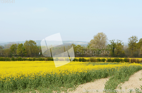 Image of Railway line crosses through a field of yellow oilseed rape