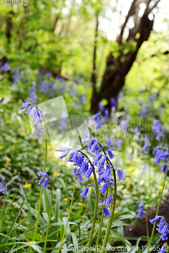 Image of English bluebells on a bank of wild flowers