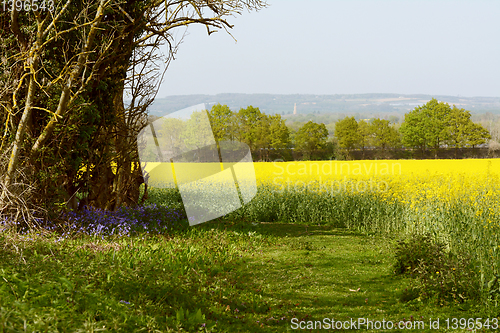 Image of Bluebells growing at the edge of a field of oilseed rape