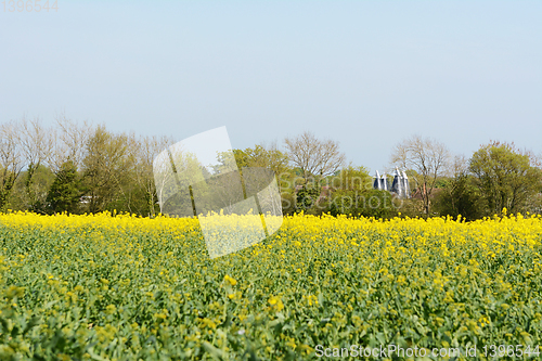 Image of Kent oast houses stand beyond a field of rapeseed