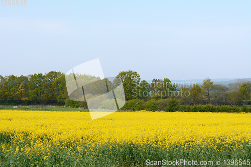 Image of Bright yellow rapeseed in Kent, England