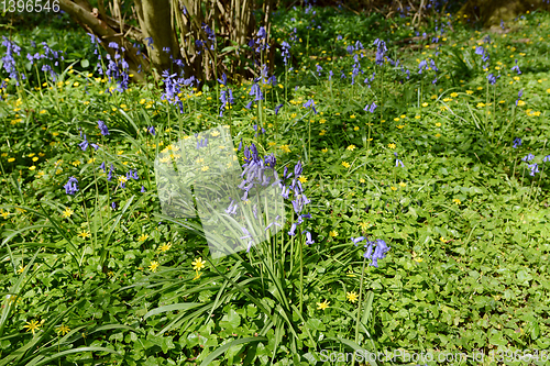 Image of Spring flowers - bluebells and celandines in woodland