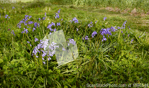 Image of Patch of common bluebells growing in springtime