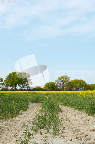 Image of Tractor tyre tracks lead through a field of yellow rapeseed 