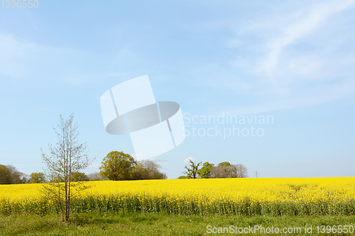 Image of English farm field full of bright yellow rapeseed 