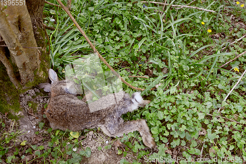 Image of Dead wild rabbit lying at the foot of a tree