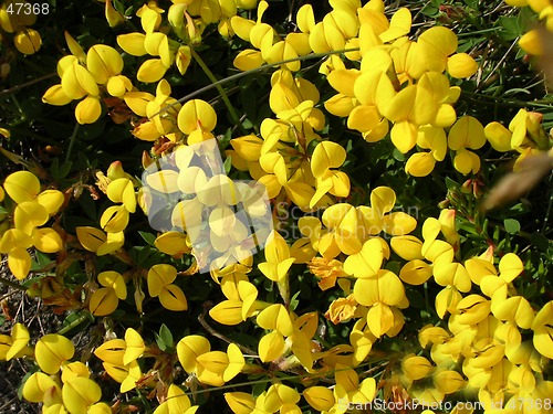 Image of Yellow Flowers