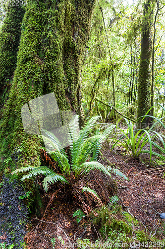 Image of a typical fern in New Zealand