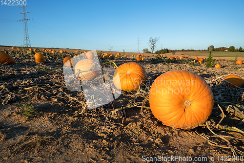 Image of typical field of pumpkin