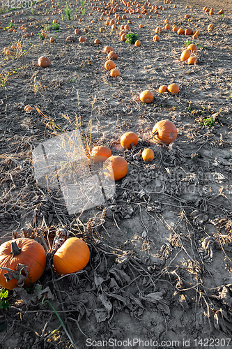 Image of typical field of pumpkin