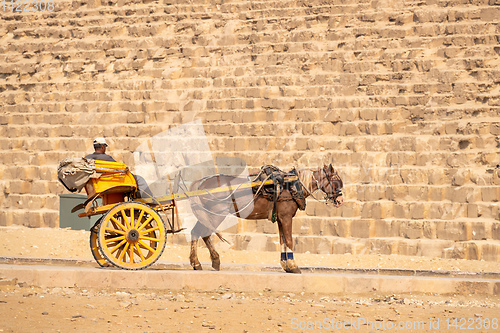 Image of horse driver at the pyramids of Giza Cairo Egypt