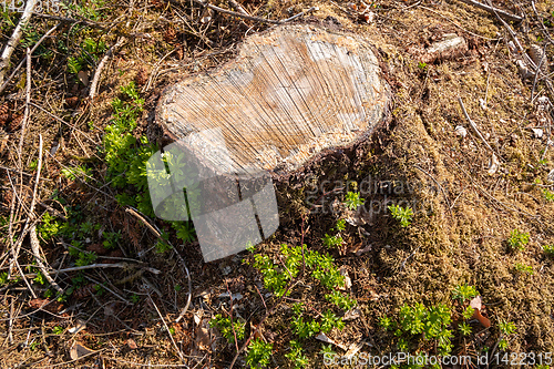 Image of cleared forest outdoor scenery south Germany