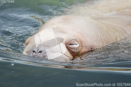 Image of Walross  walrus  (Odobenus rosmarus) 