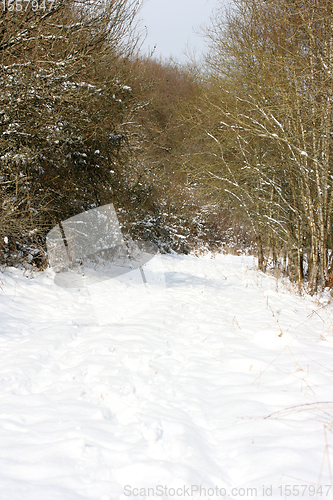 Image of Winterwald  Winter forest