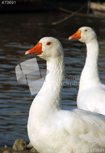 Image of Geese Couple