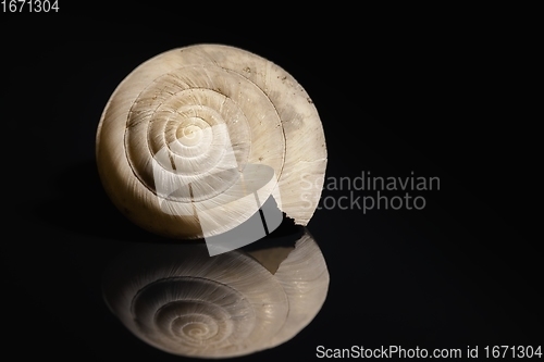 Image of Empty shell on dark background closeup photo