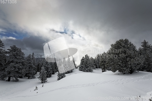Image of Foggy forest with white snow covered slopes