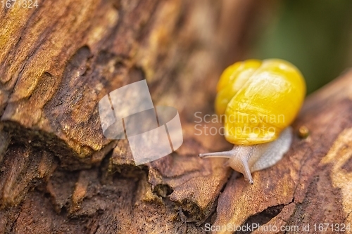 Image of Snail on tree branch closeup photo