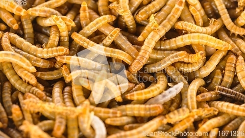 Image of Many earthworms crawling together closeup photo