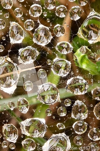 Image of Spider web in morning dew