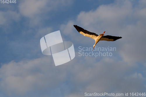 Image of Flying white stork