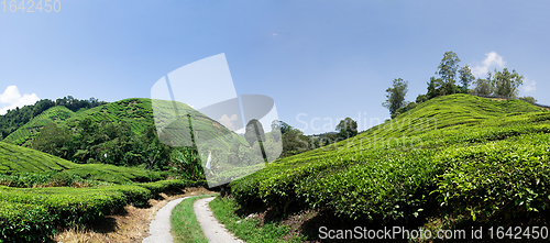 Image of Cameron Highlands