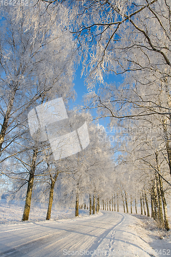 Image of Frost covered birch tree