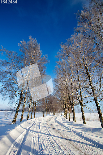 Image of Frost covered birch tree allay in winter