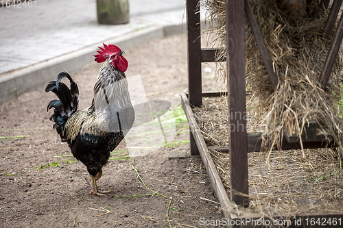 Image of Rooster near hay storage