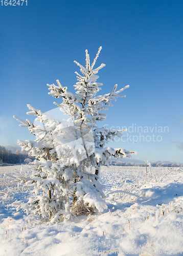 Image of Frost covered christmas tree