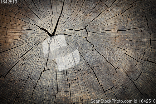 Image of Texture of wood stump