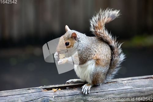 Image of The grey squirrel in one of London parks