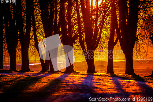 Image of Red orange light on sunset sky over the trees. 