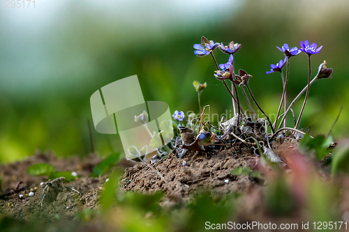 Image of Blue anemones on the green grass.  