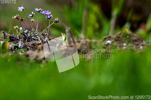 Image of Blue anemones on the green grass.  