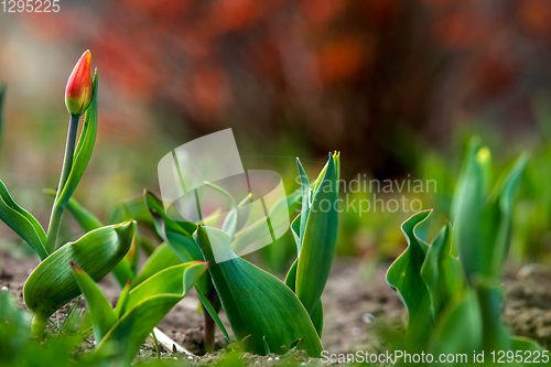 Image of Red tulip on the green grass.