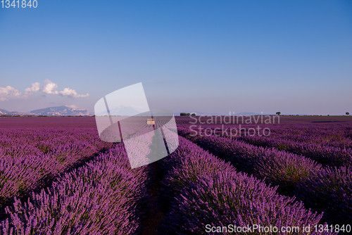 Image of stone house at lavender field