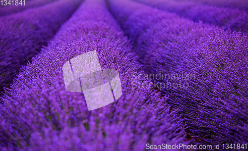 Image of lavender field france