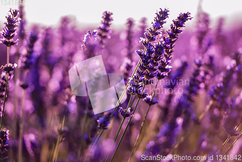 Image of Close up Bushes of lavender purple aromatic flowers