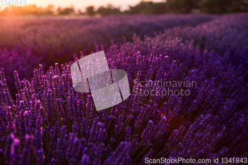 Image of colorful sunset at lavender field