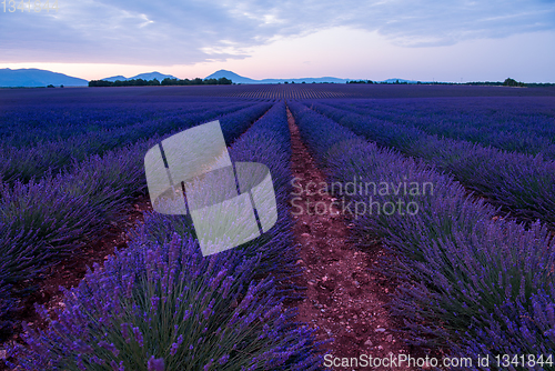 Image of lavender field france