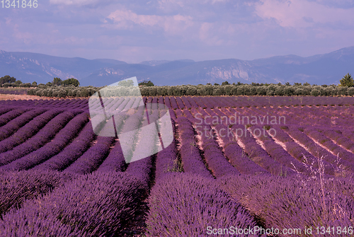 Image of lavender field france