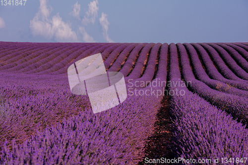 Image of lavender field france