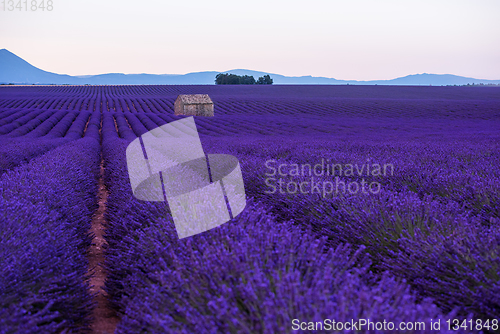 Image of stone house at lavender field