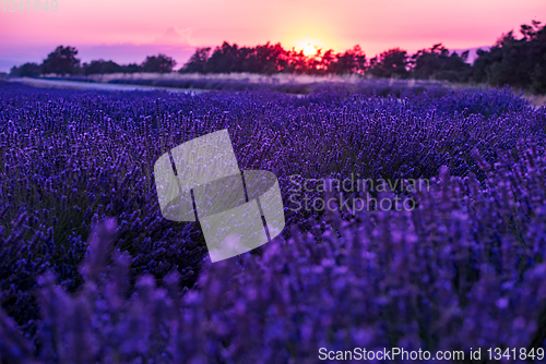 Image of colorful sunset at lavender field