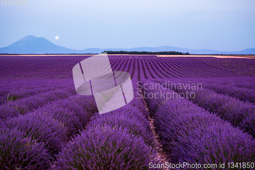 Image of the moon above lavender field france