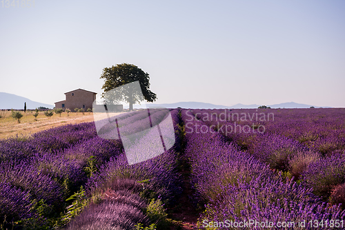 Image of old brick house and lonely tree at lavender field