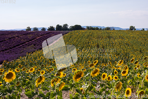 Image of lavender and sunflower field